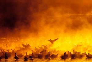 geese-at-sunrise-bosque-nm-9i-12-07